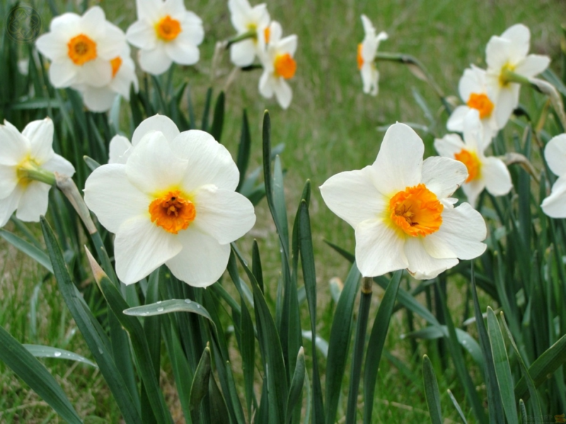 Pagtatanim at pag-aalaga ng mga daffodil