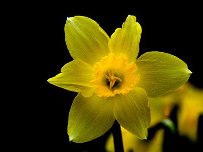 Garden bulaklak daffodil