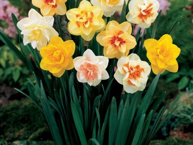 Kailan magtanim ng mga daffodil