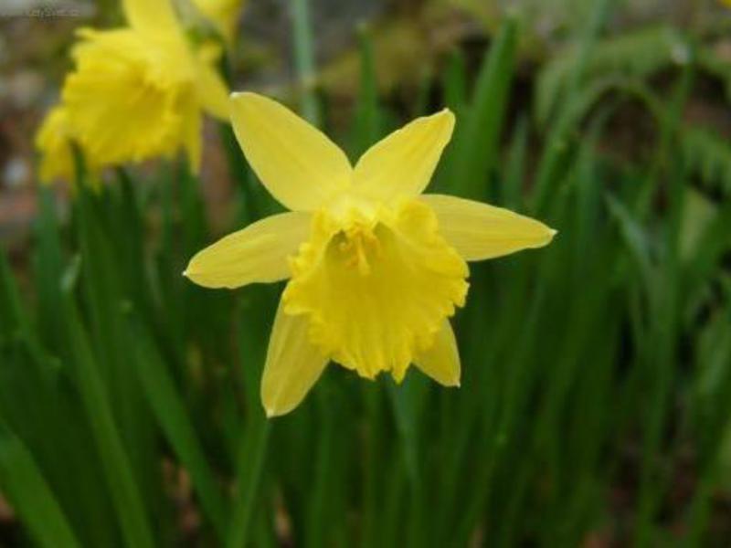 Pag-aalaga ng Daffodil