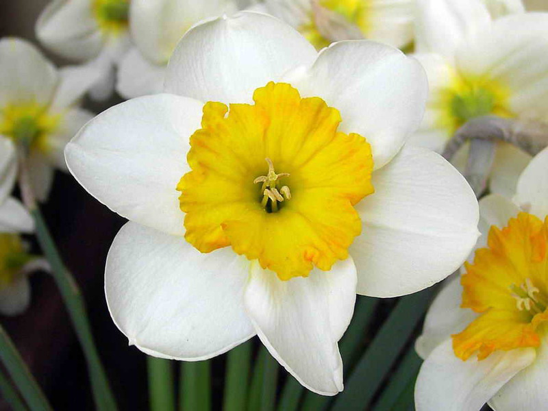 Mga pagkakaiba-iba at uri ng mga daffodil