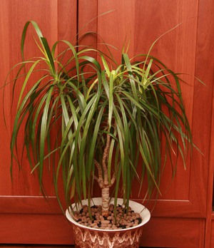 Dracaena compacta - zimzelena biljka grmlja