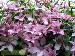 Clematis hoito
