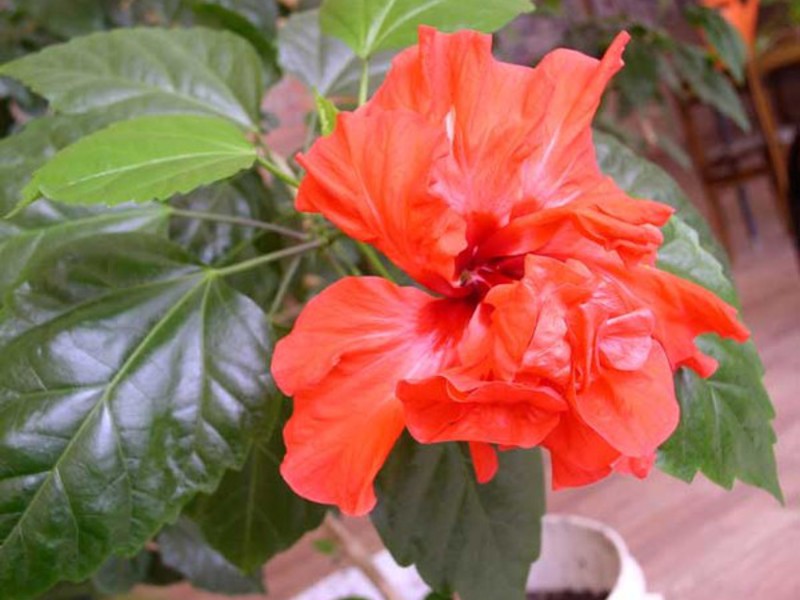 Hibiscus of Chinese roos