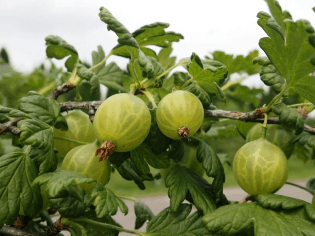 Tecnologie per la lavorazione dell'uva spina da malattie e parassiti, a seconda della stagione e del tipo di preparazione