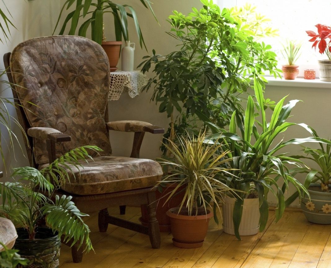 Dekoratyviniai lapuočiai kambariniai augalai: nuotraukos ir pavadinimai