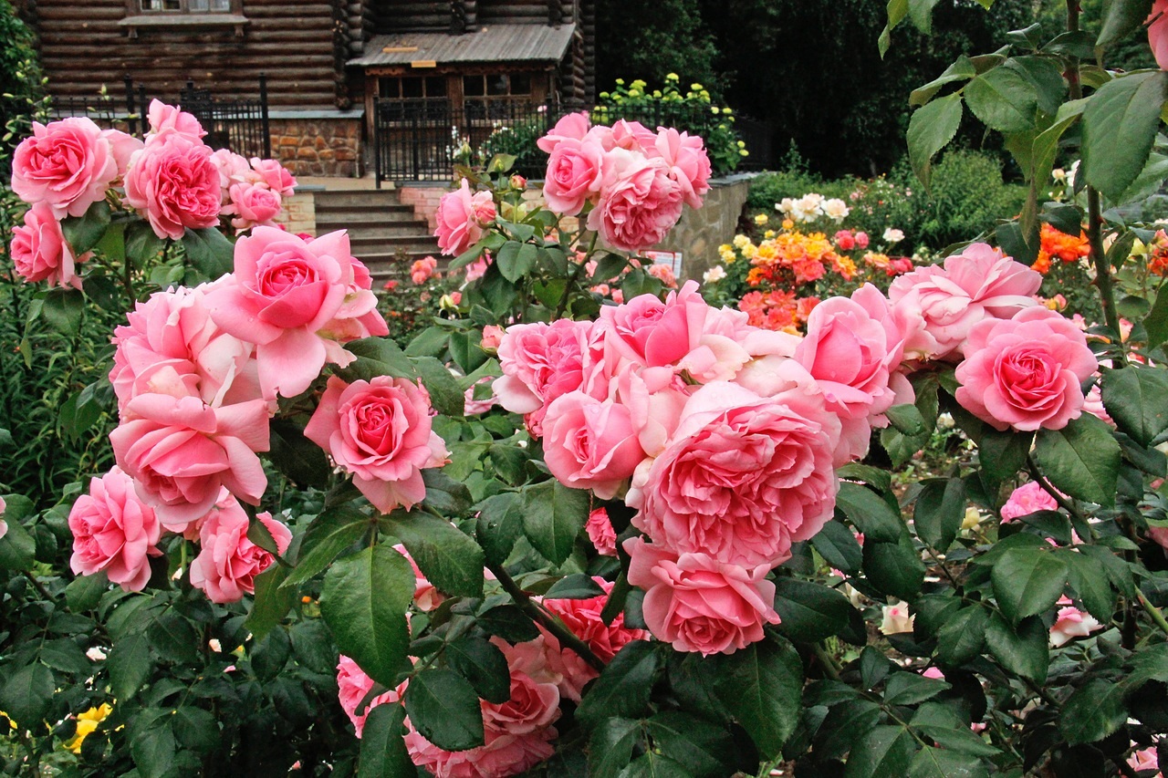 Rose Floribunda: populiarių veislių aprašymas su nuotraukomis, sodinimas ir priežiūra
