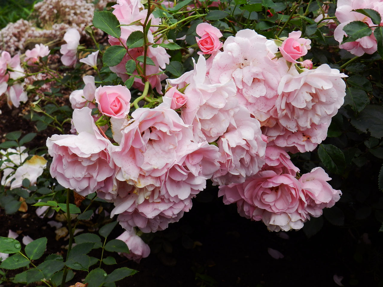 Роза bonica floribunda: описание, характеристики на засаждане и грижи