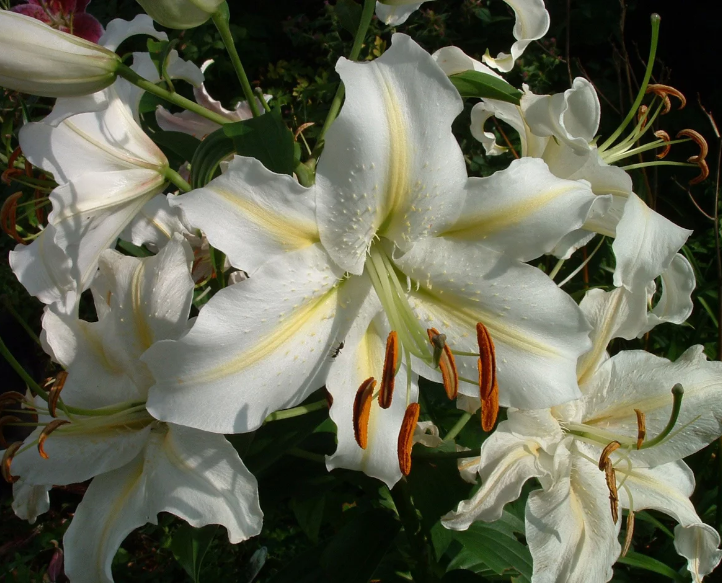 Как изглеждат цветя от бяла лилия: описание и снимка