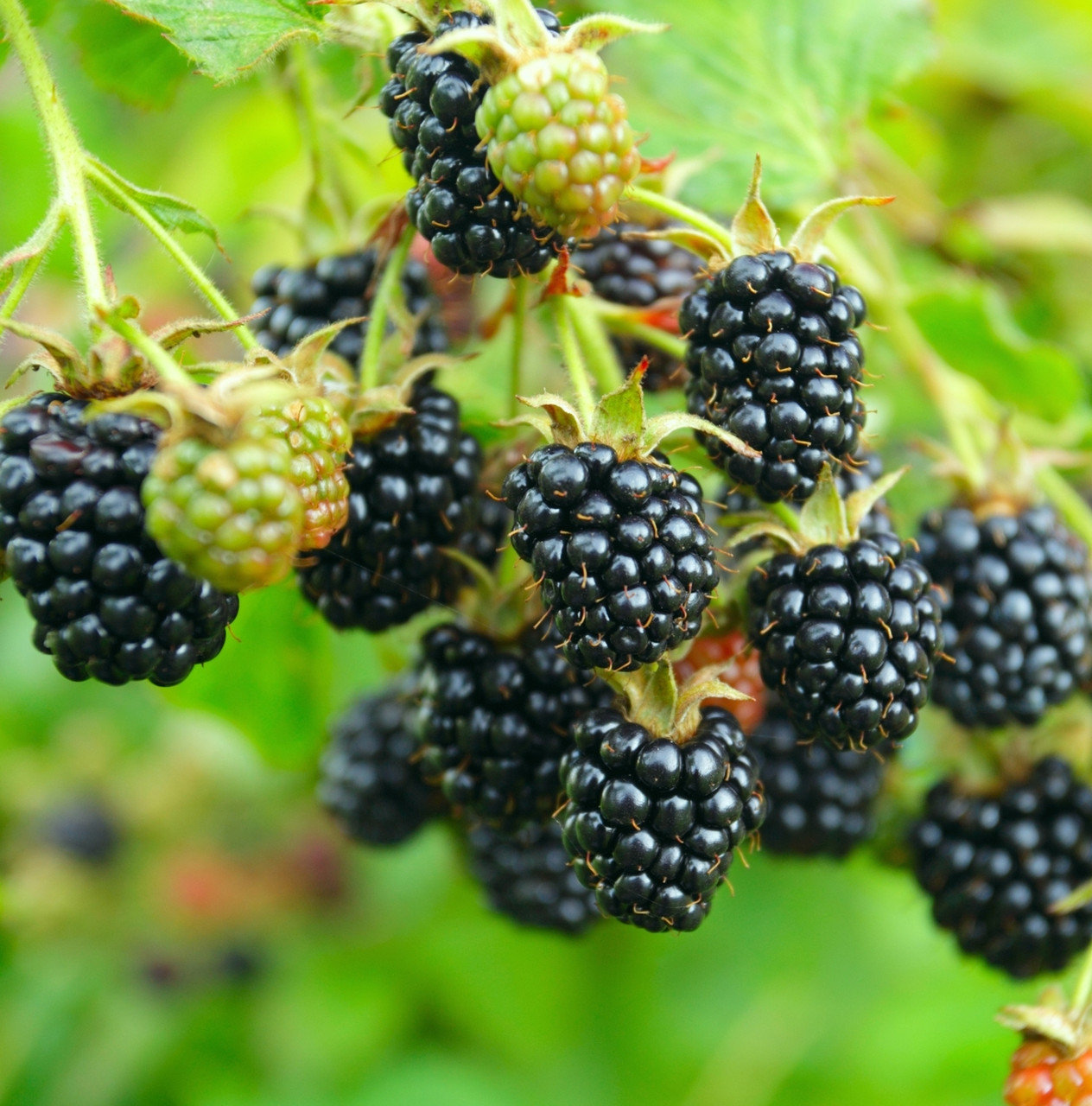 Blackberry: isang listahan ng matagumpay na mga blackberry variety at hybrids