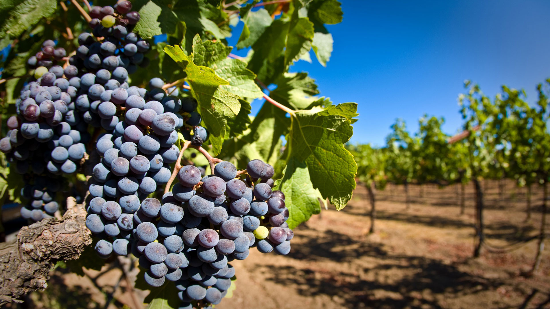 Kako i kako hraniti grožđe u njihovoj ljetnoj vikendici: preporuke za gnojidbu