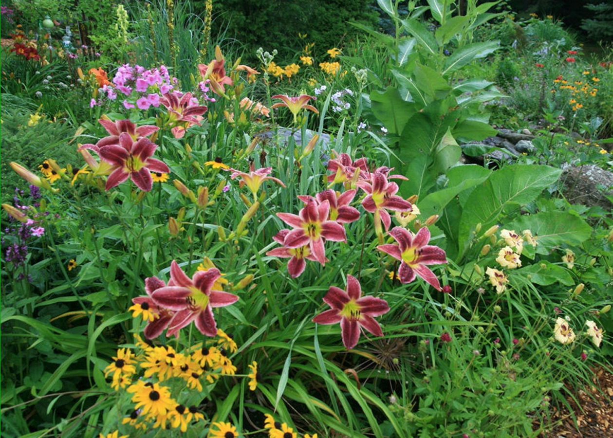Quali fiori sono i daylilies combinati con il design del giardino, foto