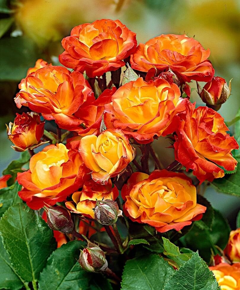 Флорибунда рози: описание, снимки и рецензии на цветари