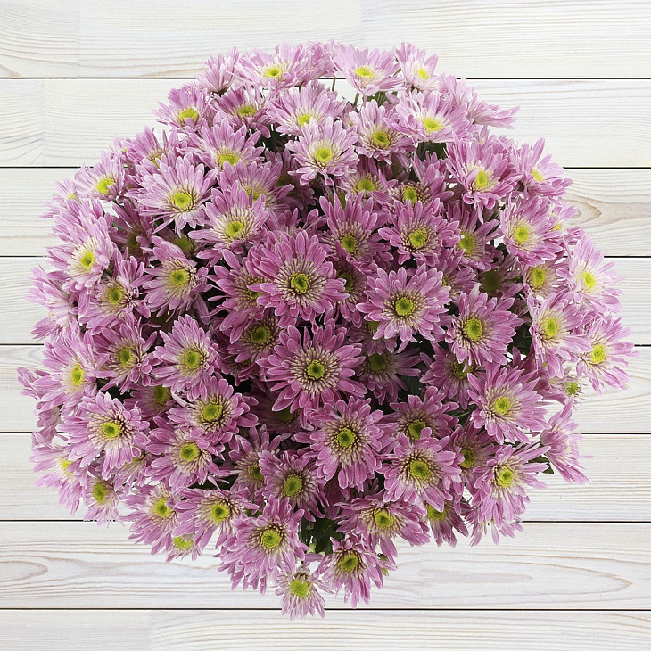 Shrub chrysanthemum hardin pangmatagalan: pagtatanim at pangangalaga, larawan