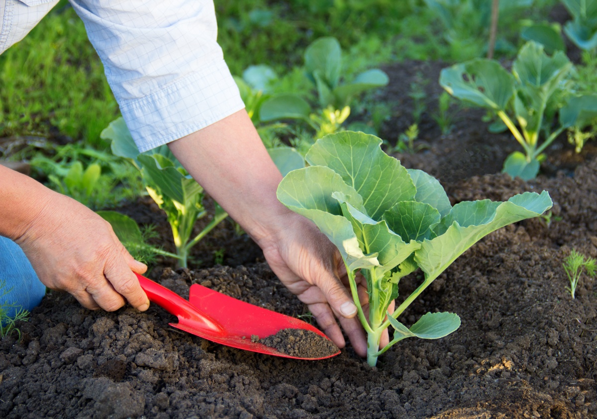 Kuinka istuttaa kaalia taimia varten: kylvää siemeniä ja hoitaa taimia