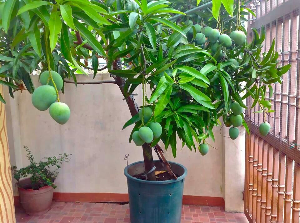 Отглеждане на манго от семе в апартамент, как расте?