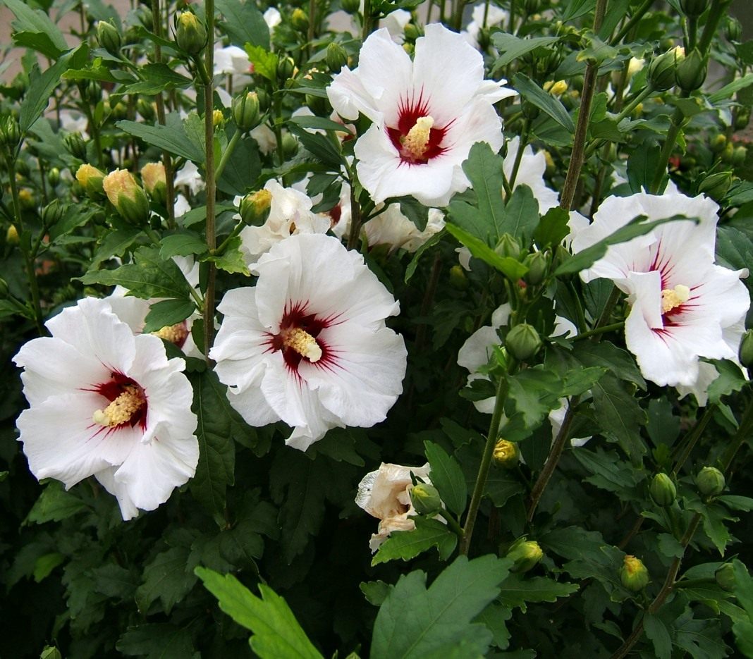 Kuinka puutarhan hibiscus talvet: kasvaa ja valokuvia puutarhassa