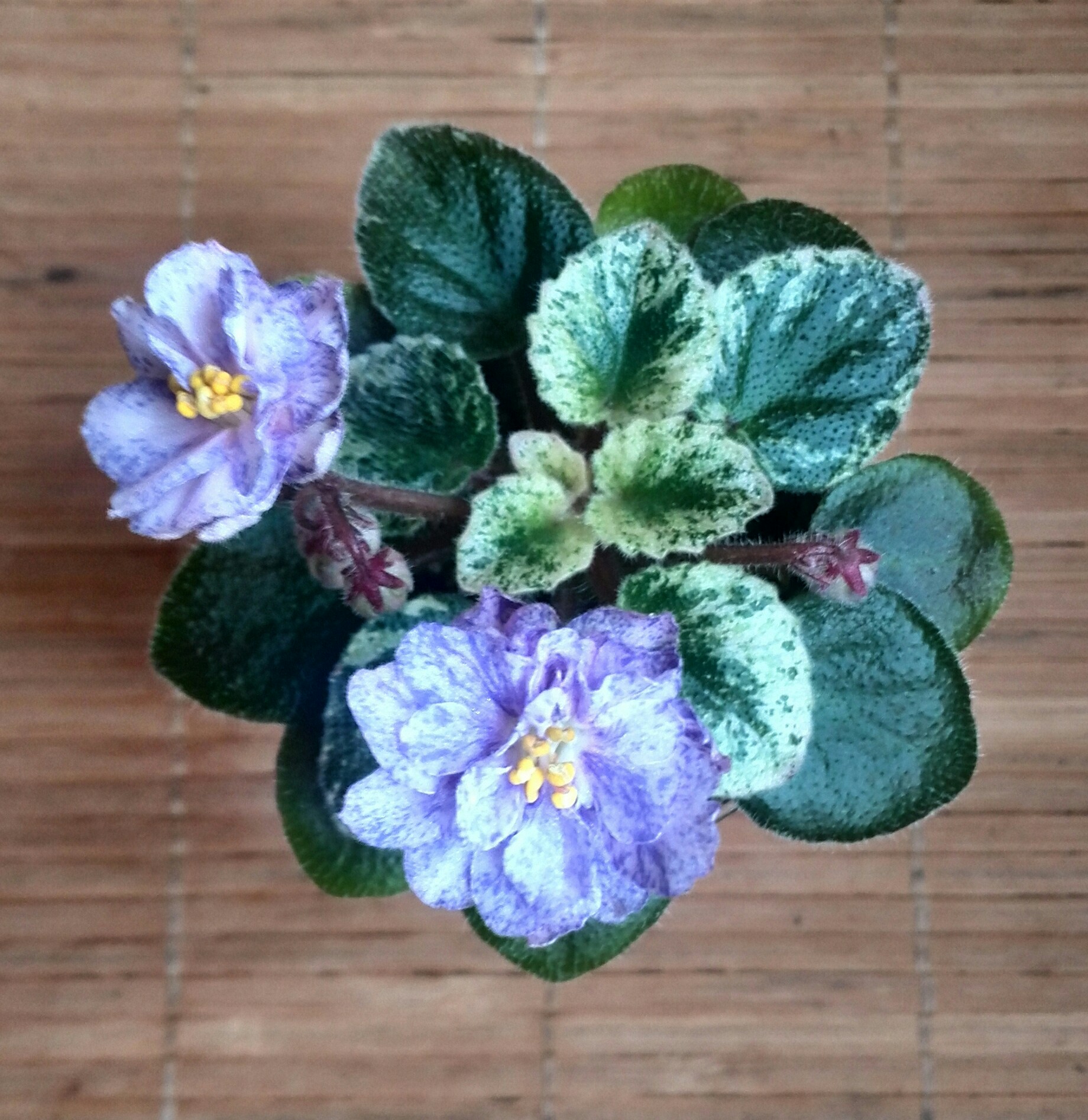 Varietà di violette da interni: foto, nomi di fiori