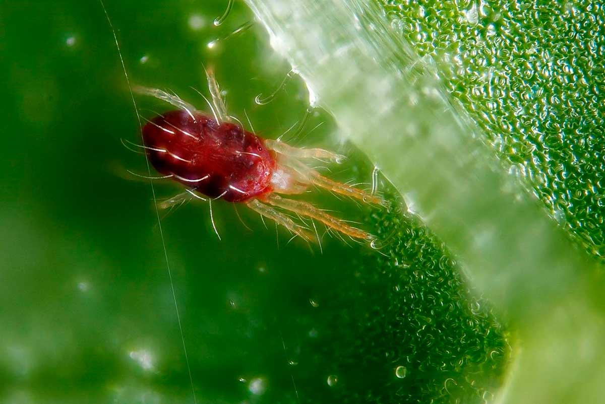 Spider mite sa mga panloob na halaman: paano makipaglaban sa bahay?