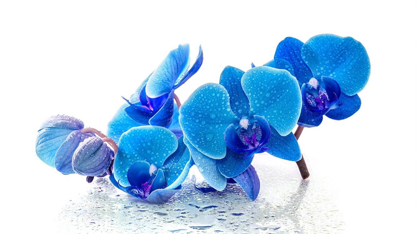 Sininen ja sininen orkidea: kauneus luonnosta tai ihmisen puuttuminen