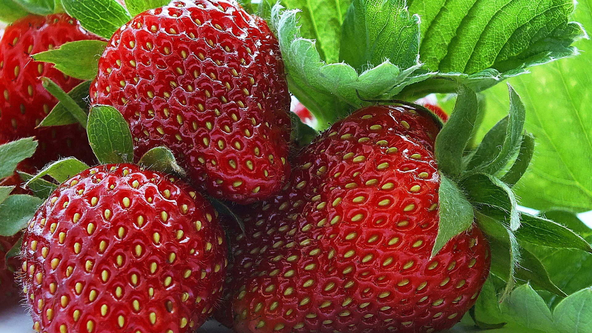 Upang ang mga strawberry ay hindi magkasakit: mga sanhi, sintomas ng mga sakit na strawberry at mga paraan upang maprotektahan laban sa kanila