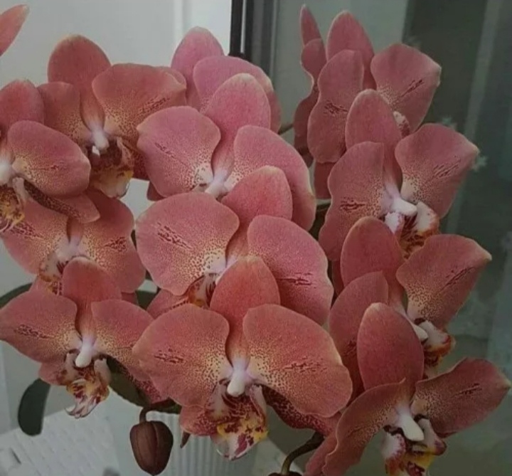 Phalaenopsis priežiūra po parduotuvės namuose
