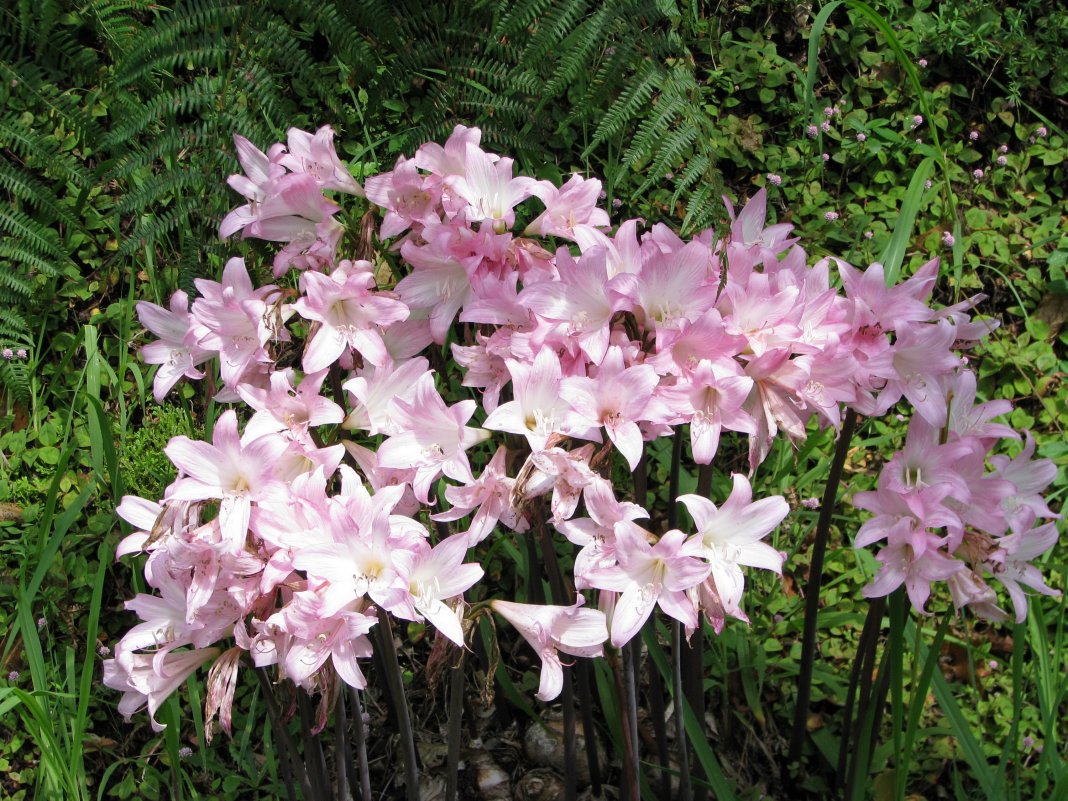 amaryllis belladonna