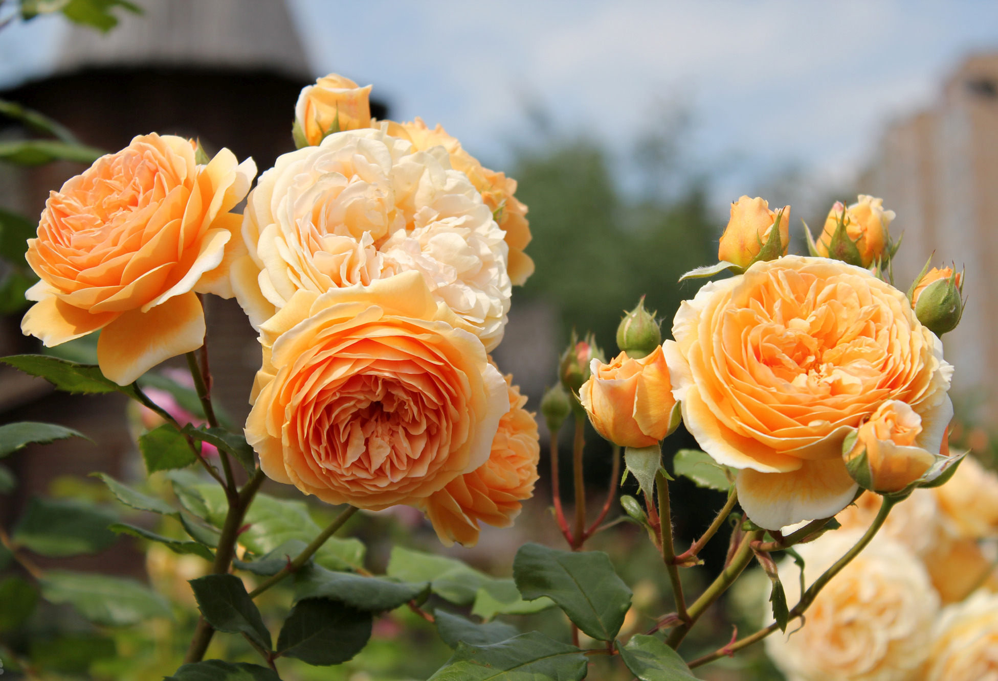 Informazioni sulle varietà di rose antiche e moderne, sulla loro descrizione e sui nomi