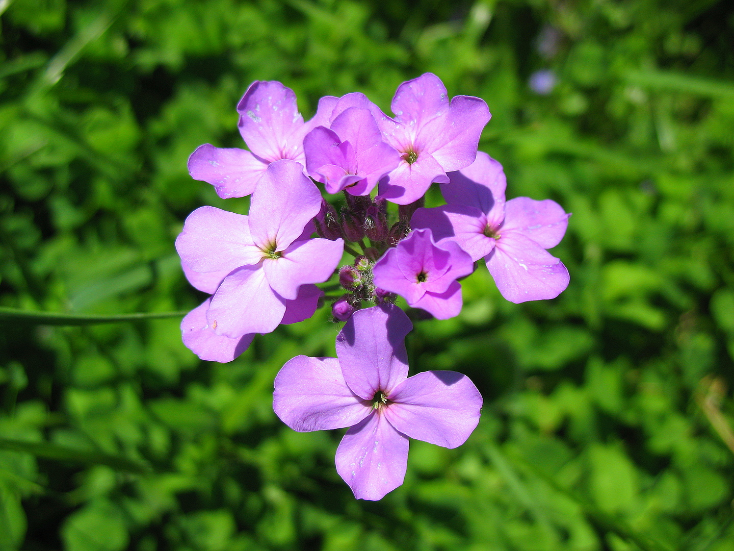 Viola di bellezza notturna: foto di un fiore e caratteristiche della sua coltivazione