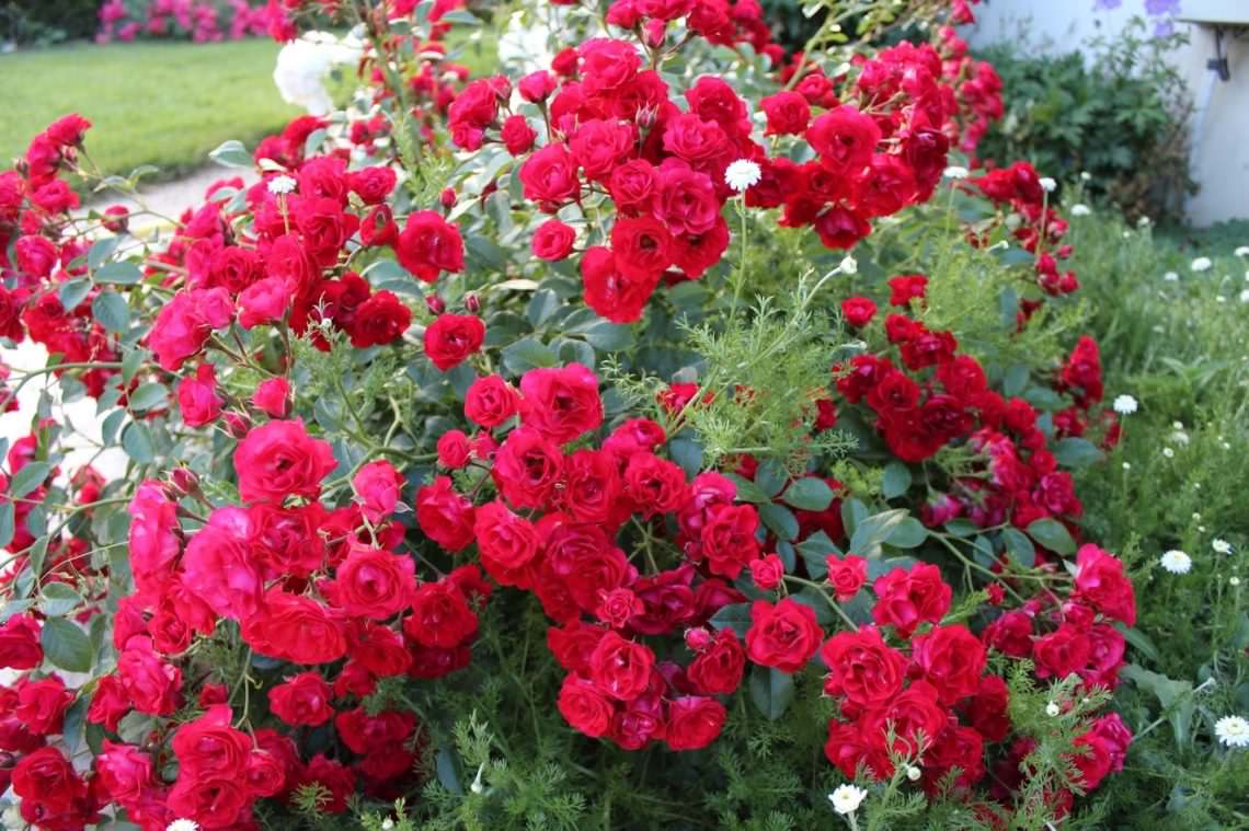 Le rose tappezzanti sono varietà resistenti all'inverno che fioriscono per tutta l'estate