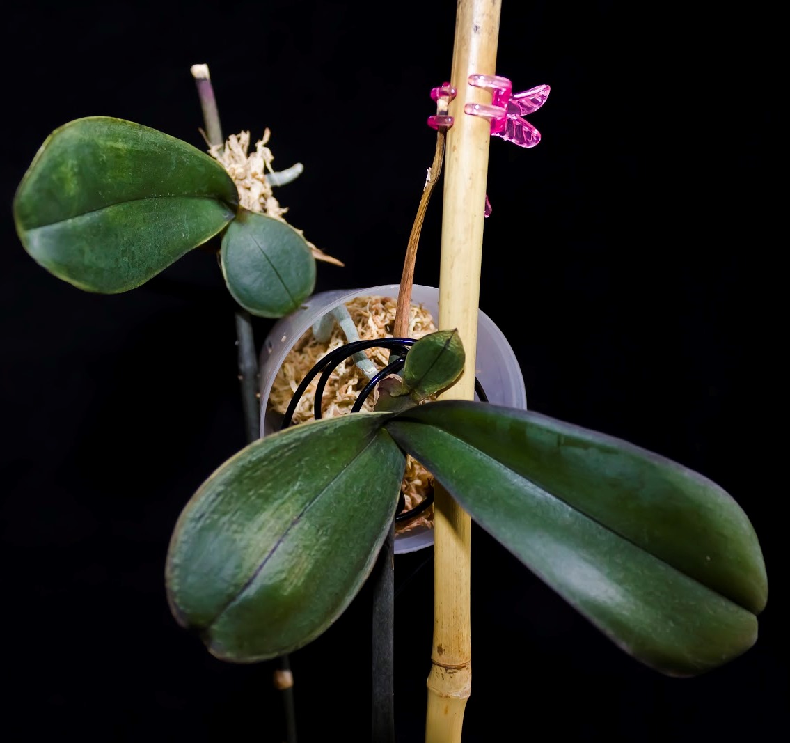 Hoe een orchidee thuis te planten: tips, foto's