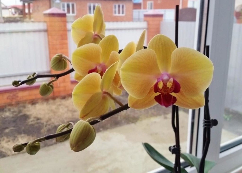 Malattie dell'orchidea Phalaenopsis e metodi del loro trattamento con foto
