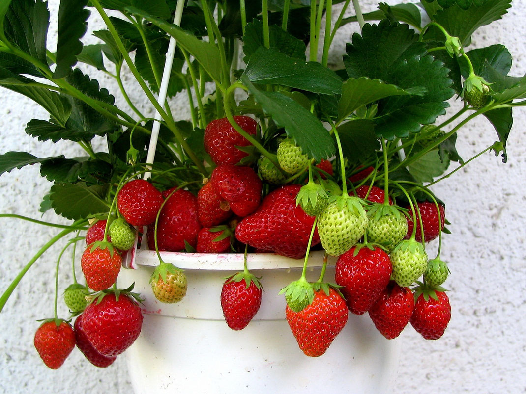 Hoe je thuis heerlijke aardbeien kunt kweken, variëteiten en tips