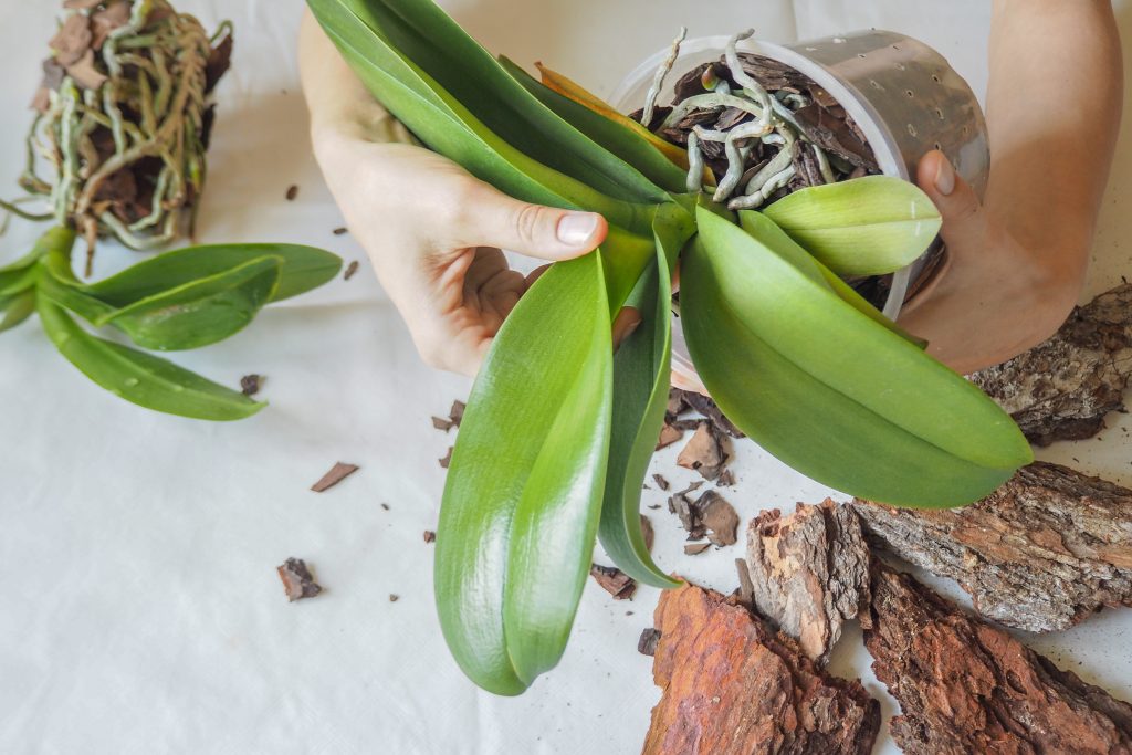 Njega i reprodukcija orhideja kod kuće, fotografija cvijeća