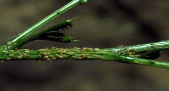 Кипарисова листна въшка