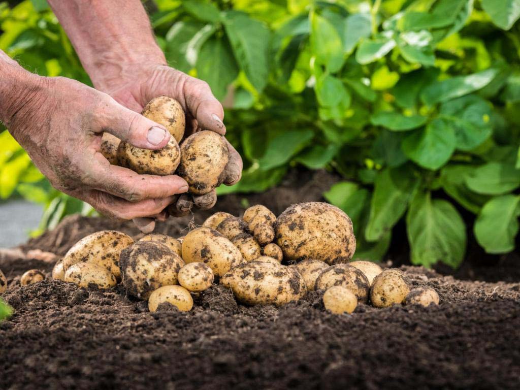 Olandiškos bulvių auginimo technologijos: pagrindai, taisyklės, privalumai