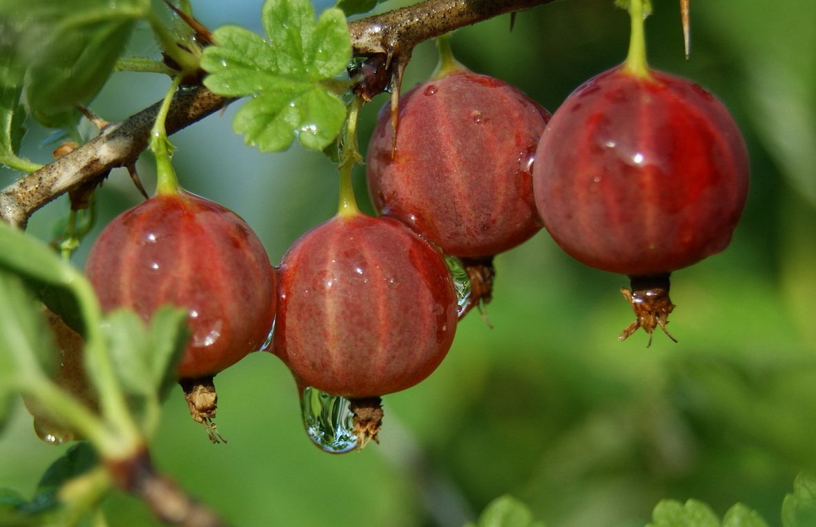 Potatura primaverile dell'uva spina: la formazione e il ringiovanimento del cespuglio