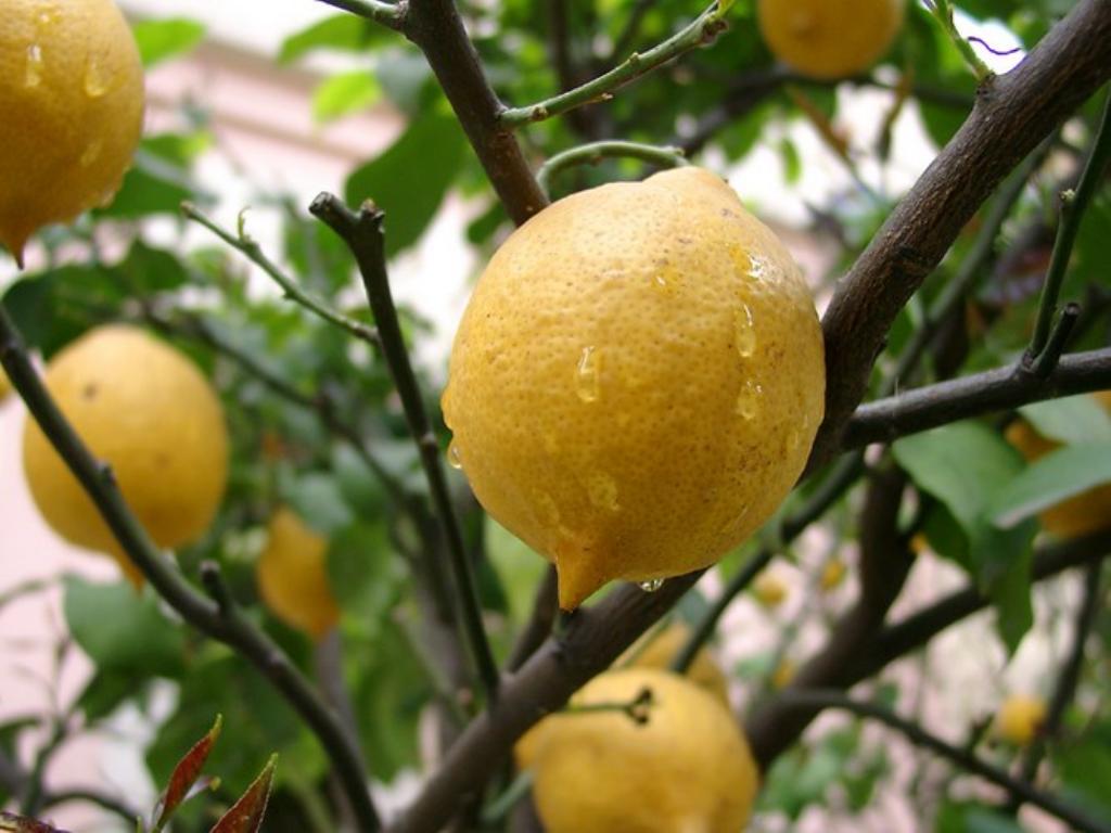 È possibile coltivare un limone da un seme a casa