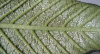 Заразени с кърлежи листа от стрептокарпус