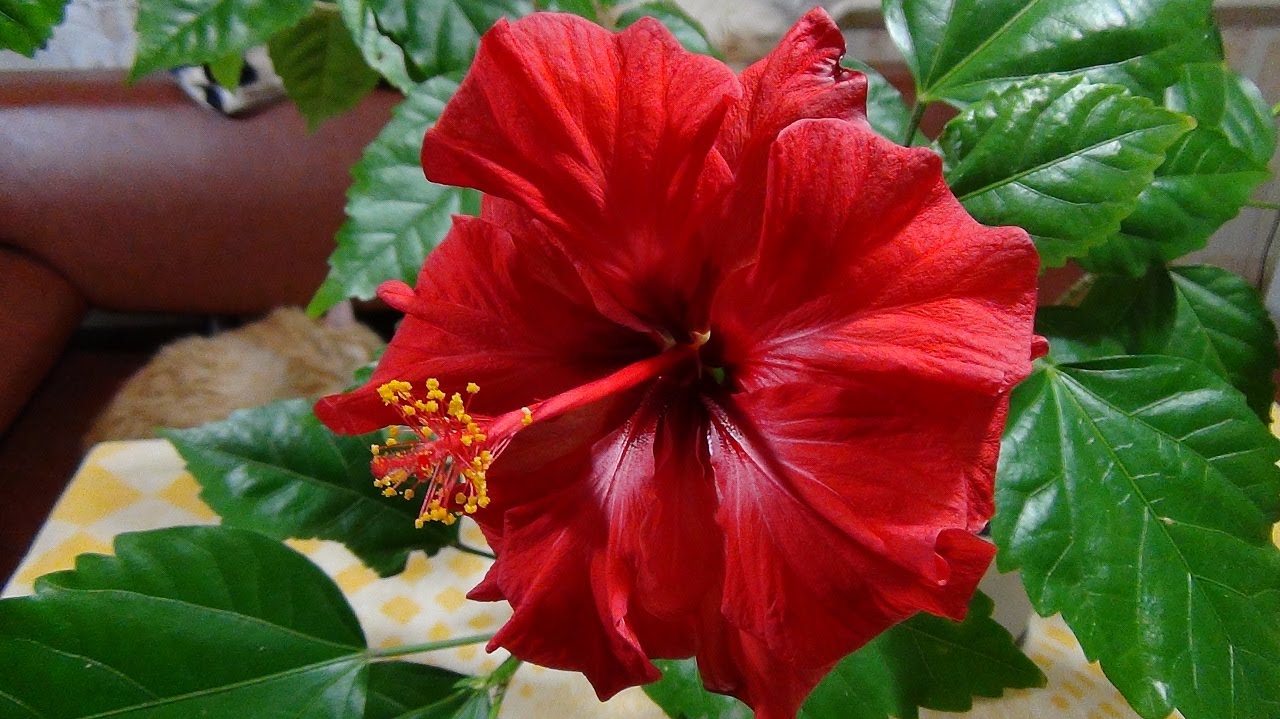 Cvijet hibiskusa: uzgoj, njega i fotografija