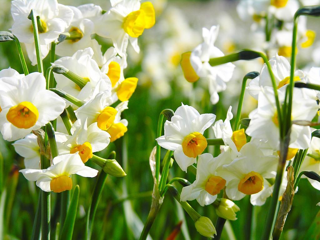 Narcissus at ang paglilinang nito: mga tampok ng pagtatanim at pangangalaga