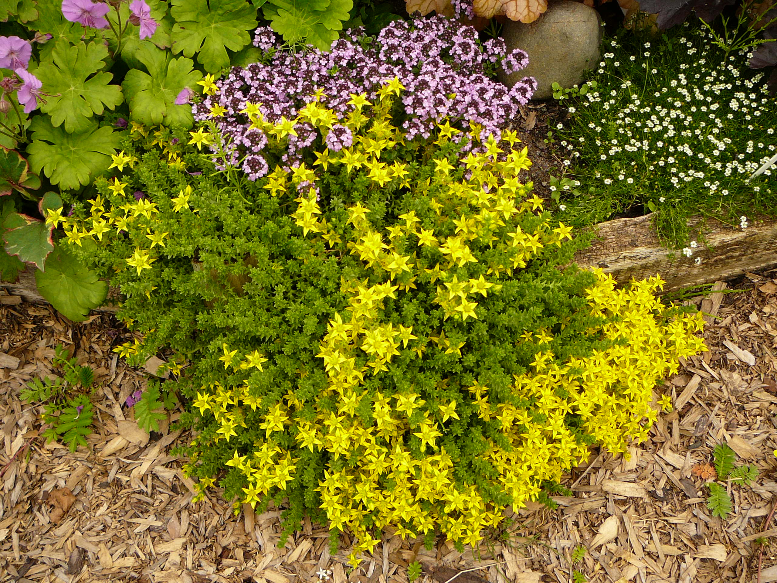 Fiore di Stonecrop e sue caratteristiche: varietà, cura e foto