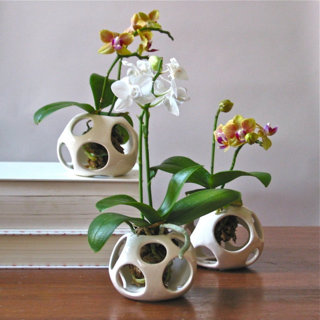 Phalaenopsis-orchideeëntransplantaties thuis: tips, video