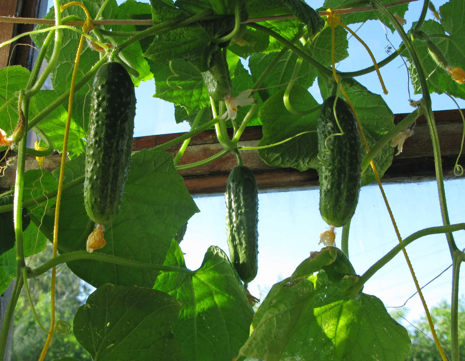Agurkų auginimas balkone: žingsnis po žingsnio