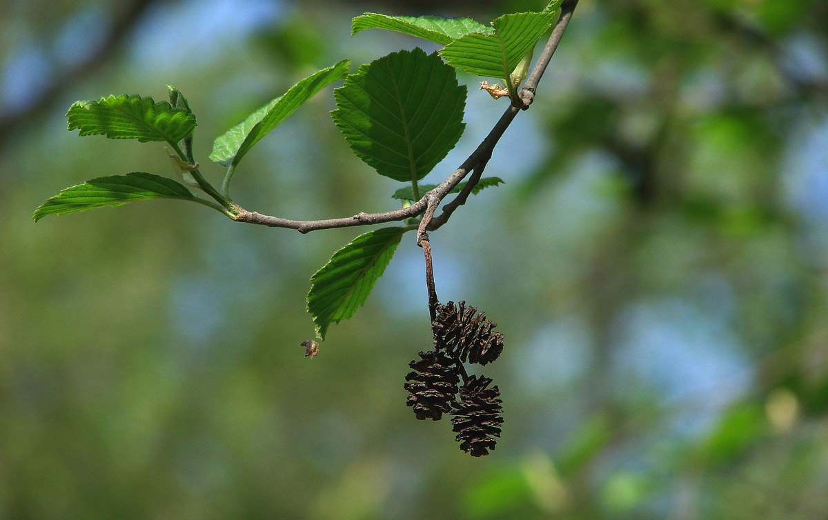 Елша - описание, снимка на дърво и листа