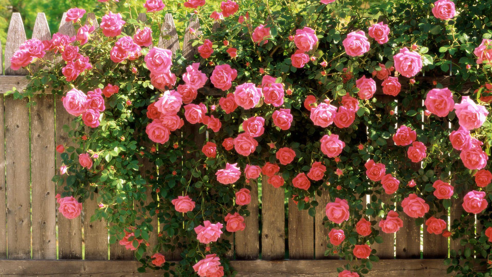 Rose rampicanti: semina e cura, regole per crescere in campo aperto