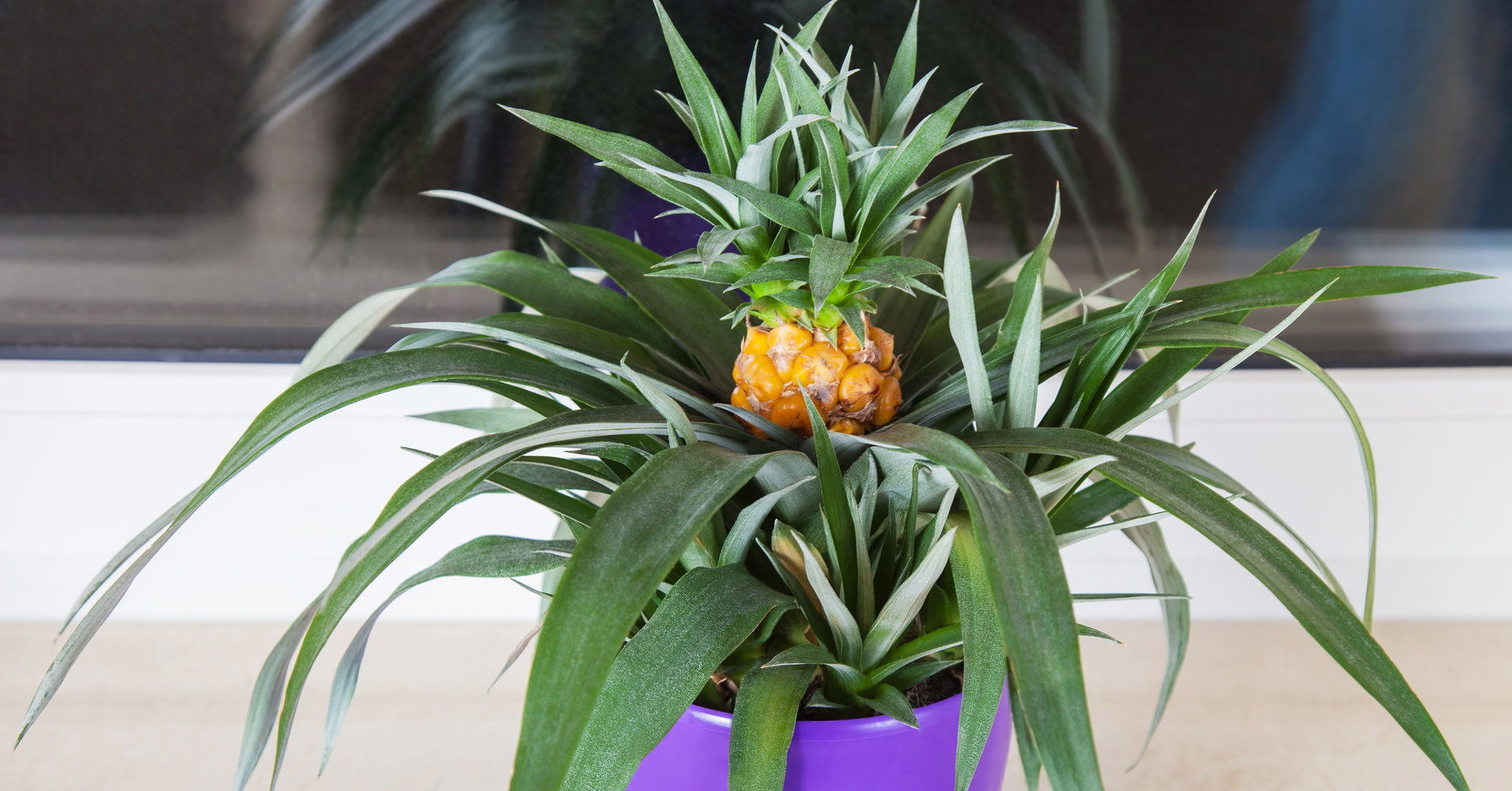 Как да отглеждаме ананас у дома: нюансите на отглеждане
