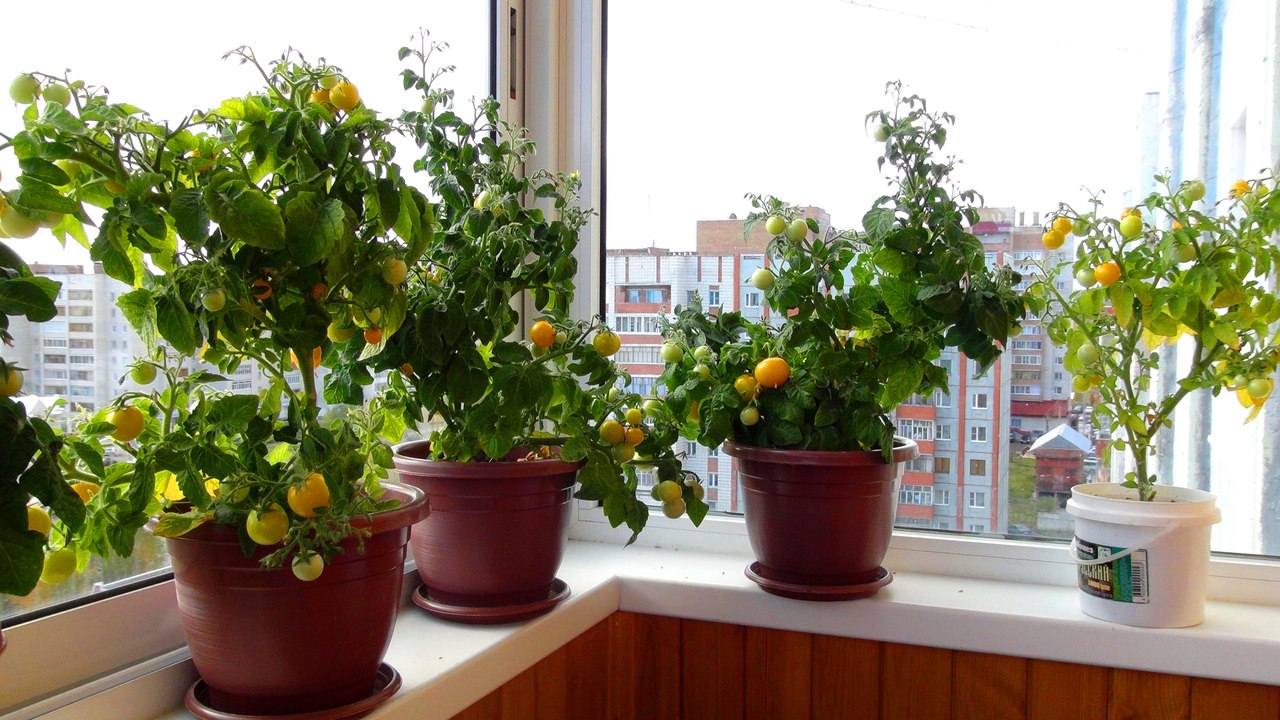 Kako uzgajati rajčicu na balkonu - odabir sorte, sjetva i njega