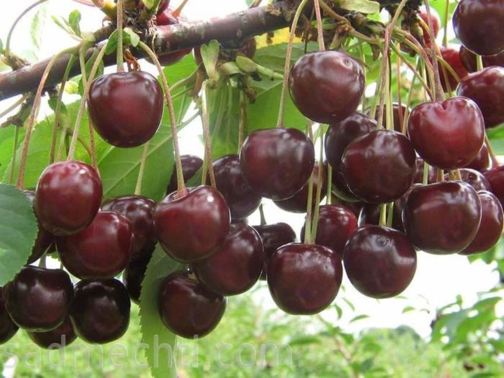 mga cherry variety na tsokolate