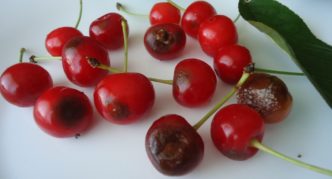 Антракноза върху черешовите плодове
